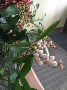 ｱｾﾋﾞ　ﾋﾟﾝｸ