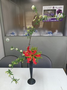 ｸﾞﾛﾘｵｻ