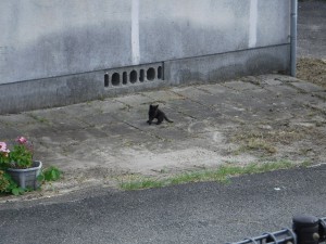 クロネコ1