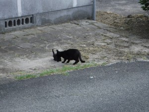 クロネコ2