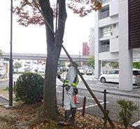 樹木調査イメージ