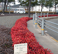 H植栽工事イメージ